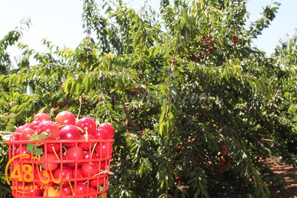 re7la bayere3jqw (26).JPG